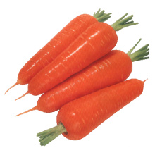 2016 Crop Fresh Shandong Carrot